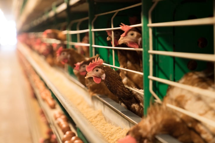 Bird Flu Threat Still Looms, But HHS Just Canceled a Moderna Contract That Could Prepare for It