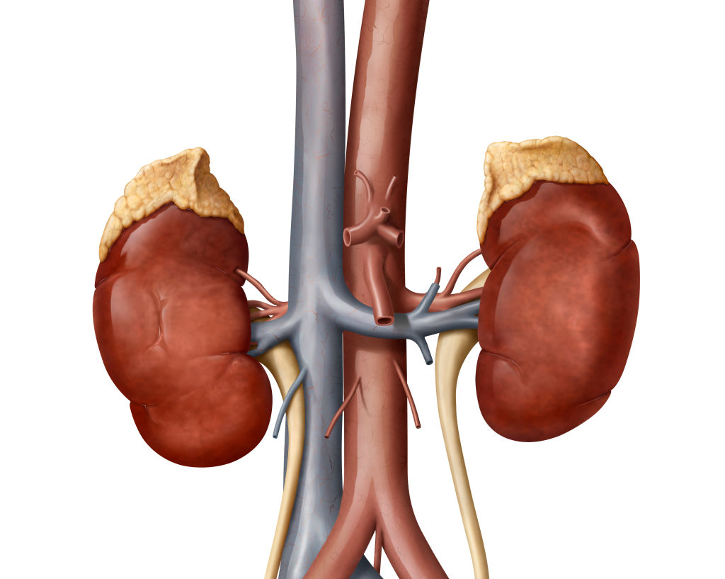 Novartis Nabs First FDA Nod in Rare Kidney Disease, But Apellis Pharma Is on Its Heels