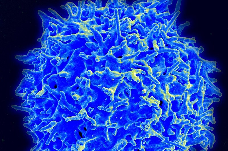 Where Cell Therapies Are Going Next, and How Insurers Are Getting Ready